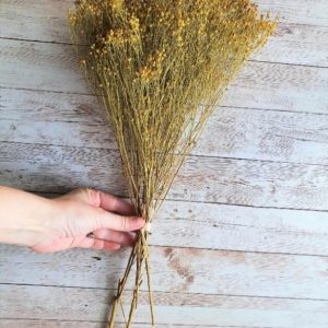 Broom amarillo